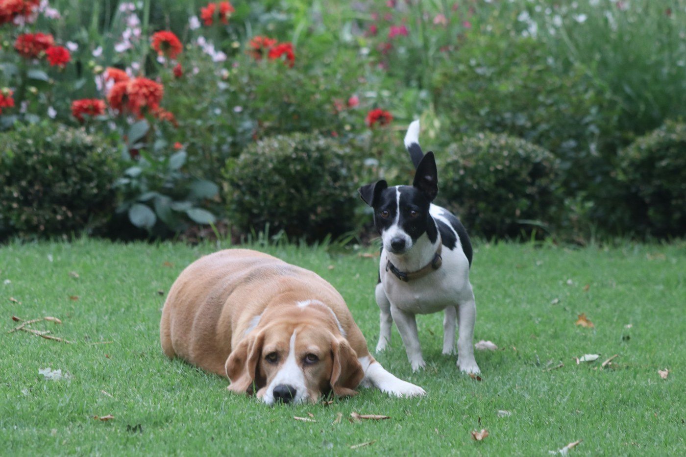 Dog boarding & care — illustrative industry photography